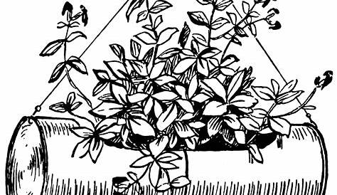 Aerial Plants Clipart Black And White Wildflowers Stamps. Digital . Clip Art