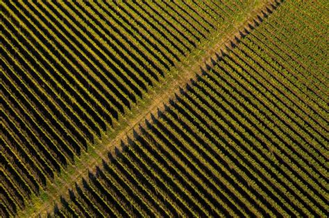 aerial view vineyard