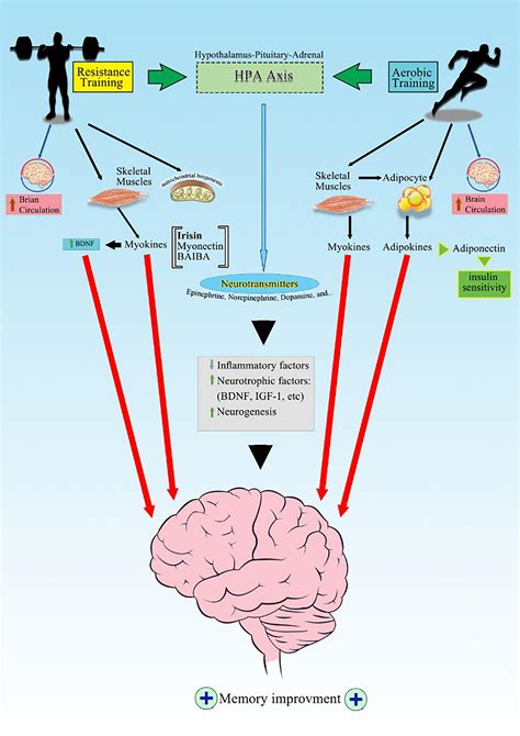 aerobic exercise improves brain function by enhancing memory and focus