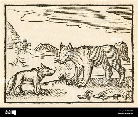 Aesop Dog And Wolf