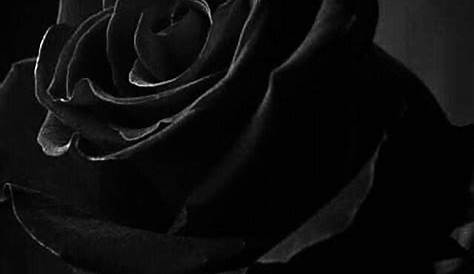 Pic on Twitter in 2020 Black rose, Rose, Black aesthetic