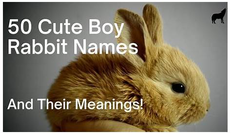 good rabbit names Cheap Online Shopping