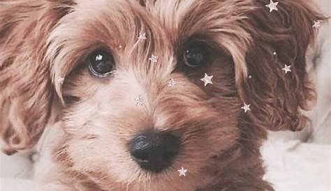 Pin by Yatzareth Ventura on Aesthetic dog pfps Cute puppy wallpaper