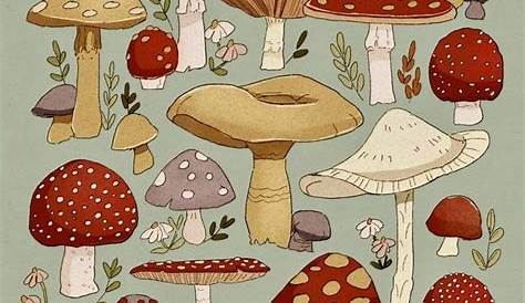Brown mushrooms, macro, mushroom, nature HD wallpaper Wallpaper Flare