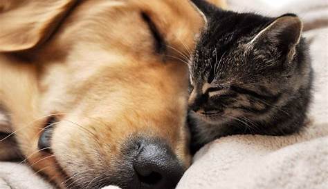 Dogs And Cats Wallpapers Wallpaper Cave