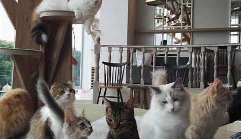 Cat Cafe In Kl Cat Cafes in KL That Will Meow Their Way into Your