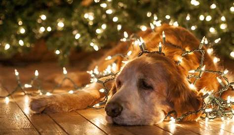 Aesthetic Christmas Wallpapers Dog