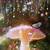 aesthetic cute mushroom wallpaper