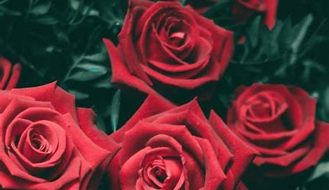 Free download Red Rose Aesthetic Wallpapers Top Red Rose Aesthetic