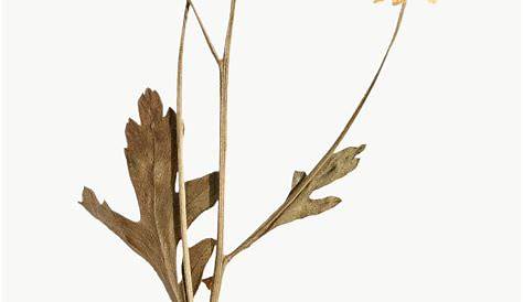 Dried Flowers Png