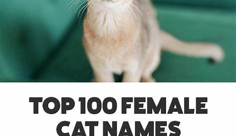 115 Best White Cat Names for 2019 in 2020 White cats, Cute cat names