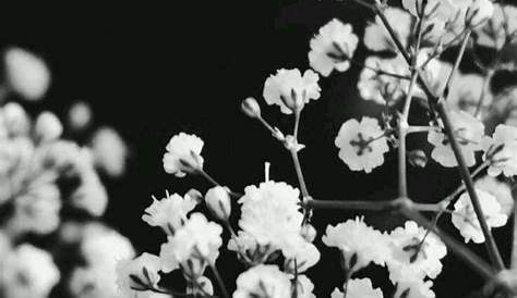 Black Floral Background Tumblr ·① WallpaperTag