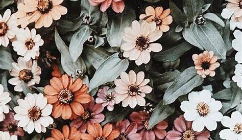 🔥 [28+] Aesthetic Flowers Wallpapers | WallpaperSafari