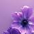 aesthetic flower wallpaper purple