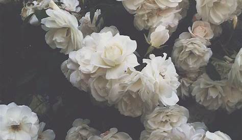 Pin by Matilda on White aesthetic White aesthetic, Flowers, Rose