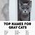 aesthetic grey cat names