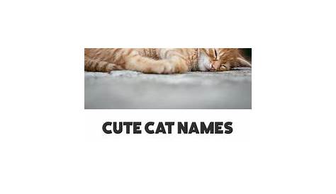 The Best Cat Names for Your New Kitty OliveKnows Cat names, Kitten