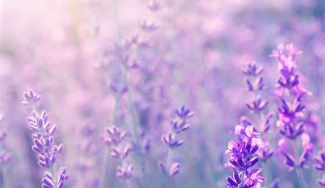 Pin by 💟ANMOL💟 on 2.Wallpapers Lavender flowers, Lavender aesthetic