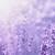 aesthetic lavender images
