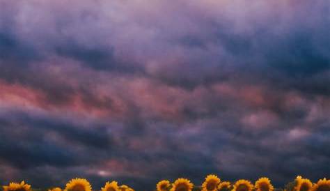 27+ Aesthetic Wallpaper Sunflower Sunset Gif Bondi Bathers