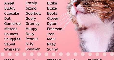 Aesthetic Name Of Cat