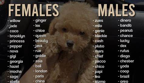 𝐚𝐬𝐭𝐫𝐨𝐬𝐝𝐚𝐮𝐠𝐡𝐭𝐞𝐫🦋. Cute names for dogs, Cute animal names, Dog names
