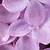 aesthetic pictures lilac