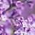 aesthetic purple flower background