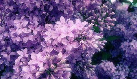 Purple Aesthetic Flower Purple flowers Aesthetic Pinterest