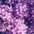 aesthetic purple flowers