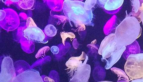 Purple Jellyfish Floating in an Aquarium Stock Image Image of texas