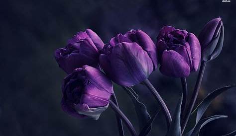 Free photo Purple Tulips Bloom, Blossom, Field Free Download Jooinn
