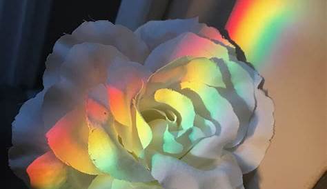 Aesthetic Rainbow Flowers Largest Wallpaper Portal
