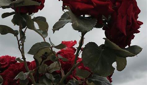 ☾pιɴтєrєѕтcнσcσмuяℓк ☽ Flower aesthetic, Aesthetic roses, Red roses