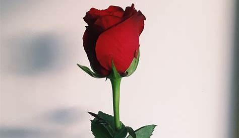 Pinterest // Julia Nature photography, Rose wallpaper, Red roses