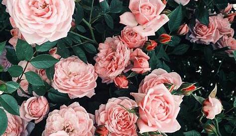 45 best Rose Aesthetics. images on Pinterest Roses, Art photography