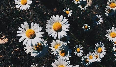 search amidstchaos for more pins like this Daisy wallpaper, Plant