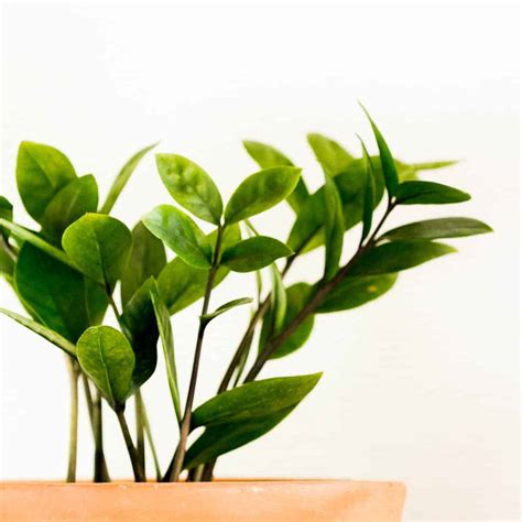 Bring Nature Indoors With Aesthetic Plants