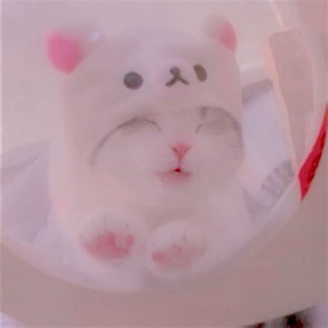 Aesthetic User Pfp Soft Cat
