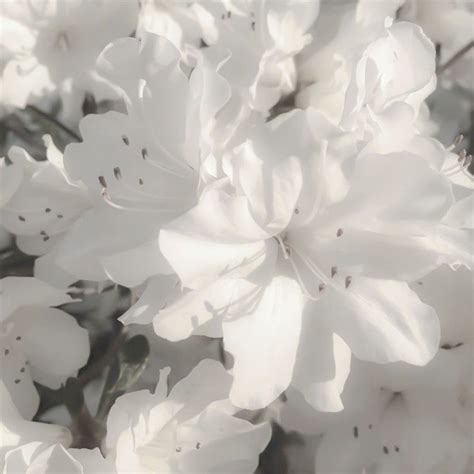 Aesthetic White Theme