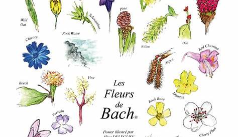 Affiche Fleurs De Bach Magnifique XL 101.6cm*152.5cm s 38 BACH
