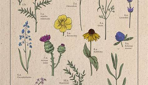 Affiche vintage style spécimens de fleurs sauvages prêt à