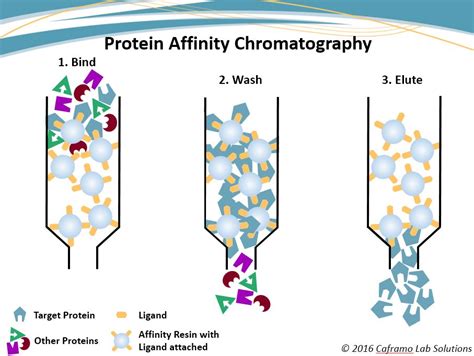 affinity chromatography diagram