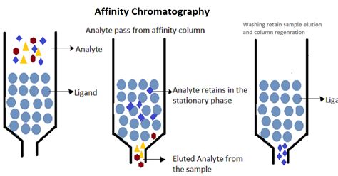Affinity Chromatography Introduction