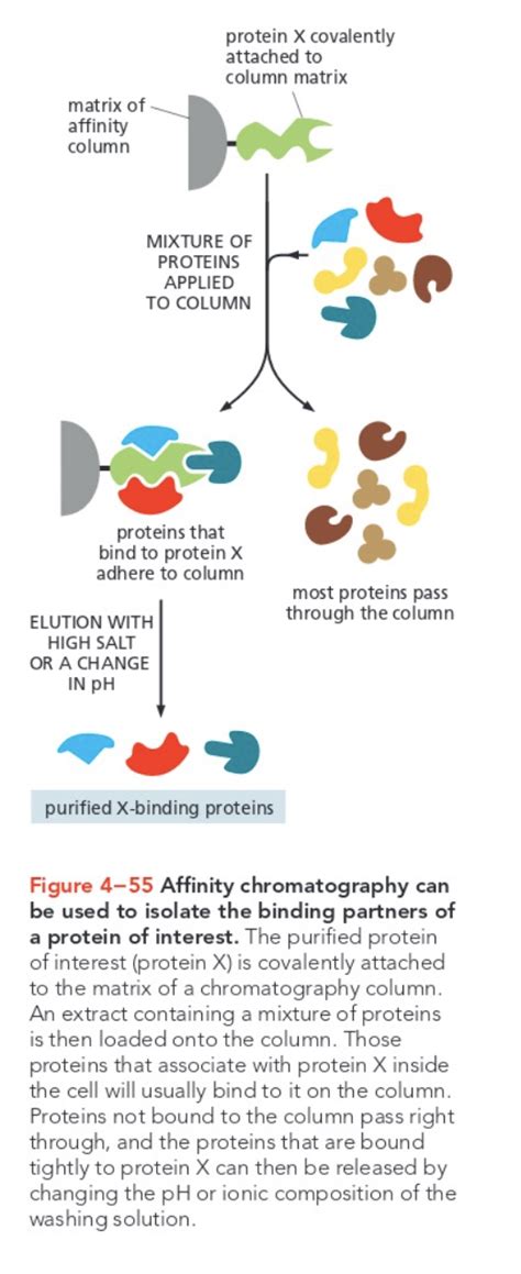 Affinity Chromatography Salt Concentration