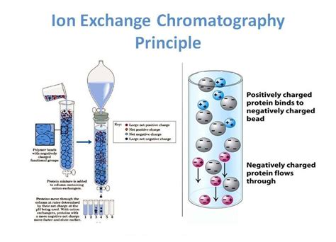 affinity chromatography vs ion exchange