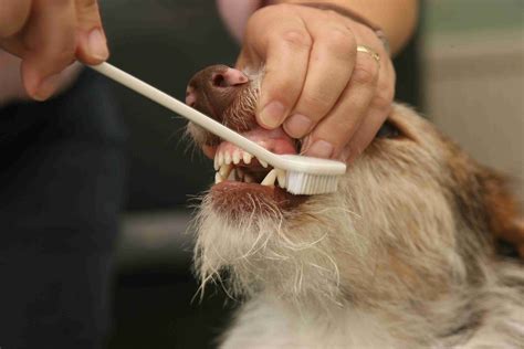 Affordable Dog Dental Cleaning Nj