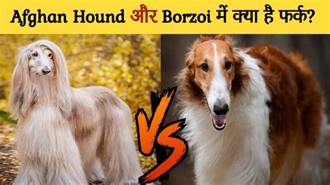 Afghan Vs Borzoi