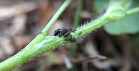 Unlocking the Secrets of AFID: A Game-Changer for Digital Success