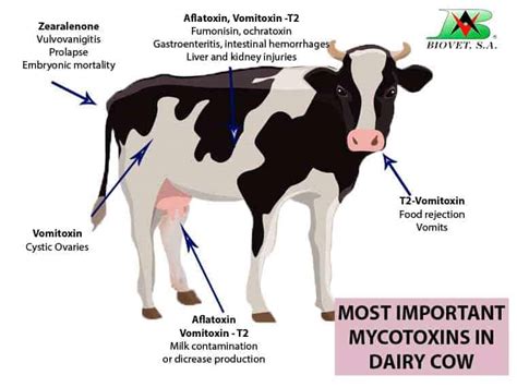 aflatoxin symptoms in cattle